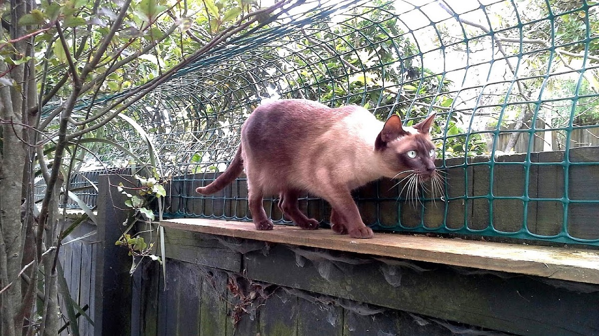 Rete per protezione gatto: tutte le opzioni e alternative