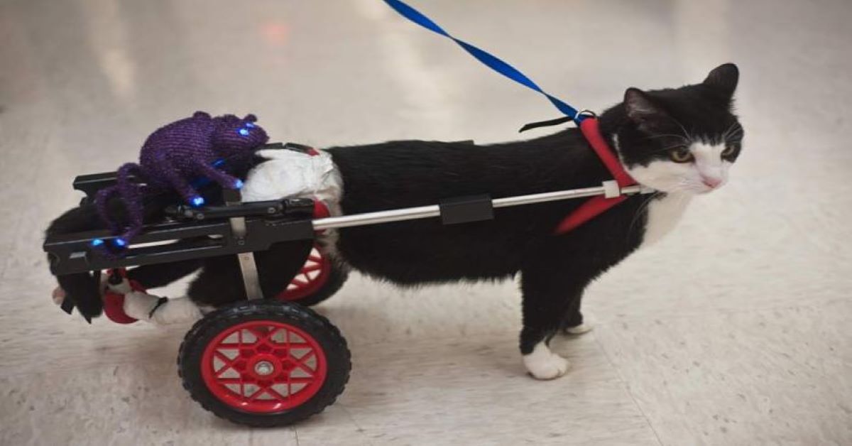 Scooter: il gatto a due zampe che sostiene i malati