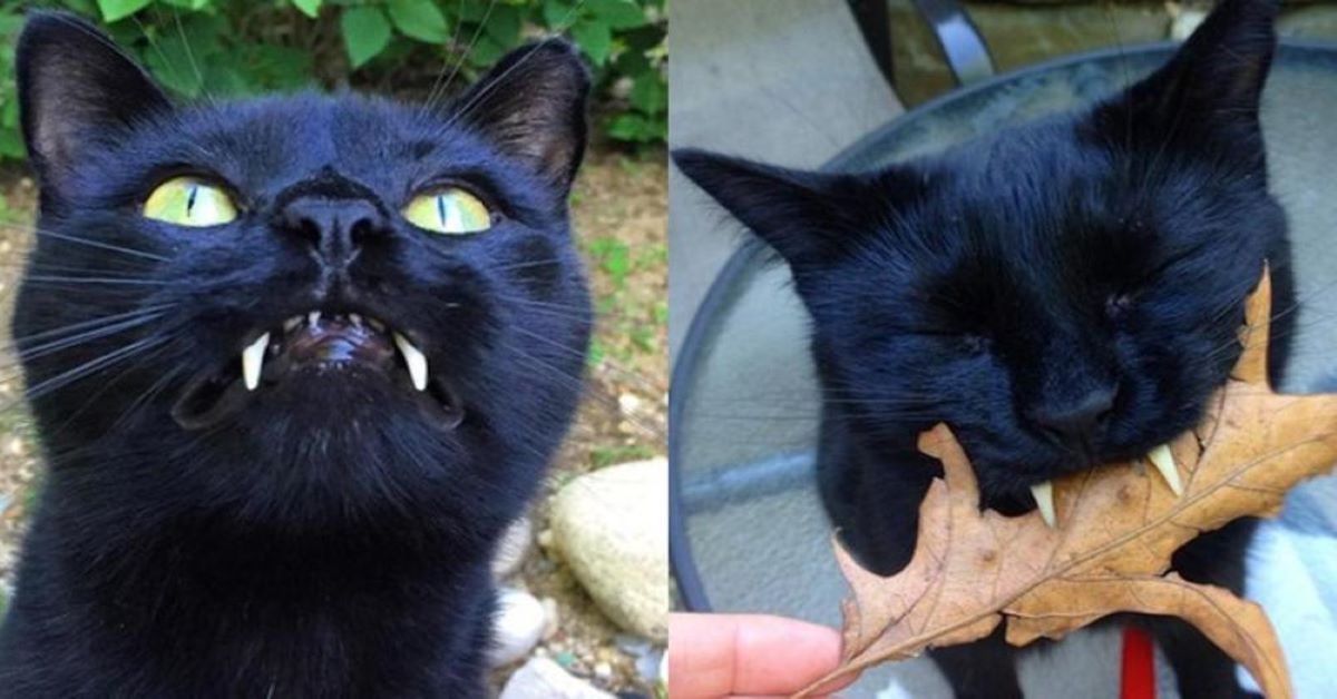 Sergio: il gatto nero simile ad un piccolo vampiro