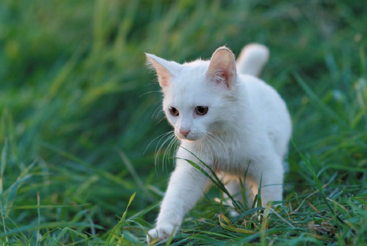 gattino sull'erba