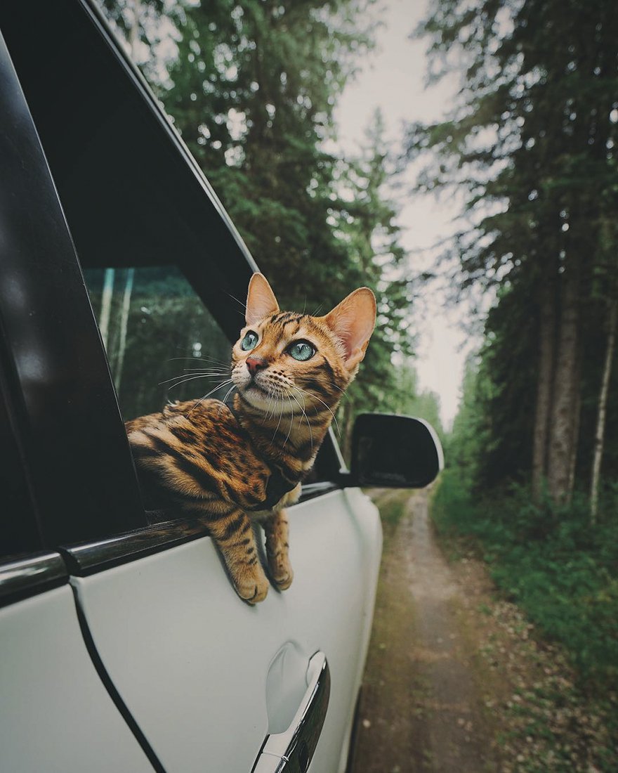 Suki il gatto viaggiatore