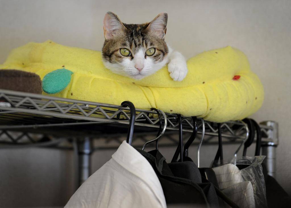 gatti a lavoro con i padroni