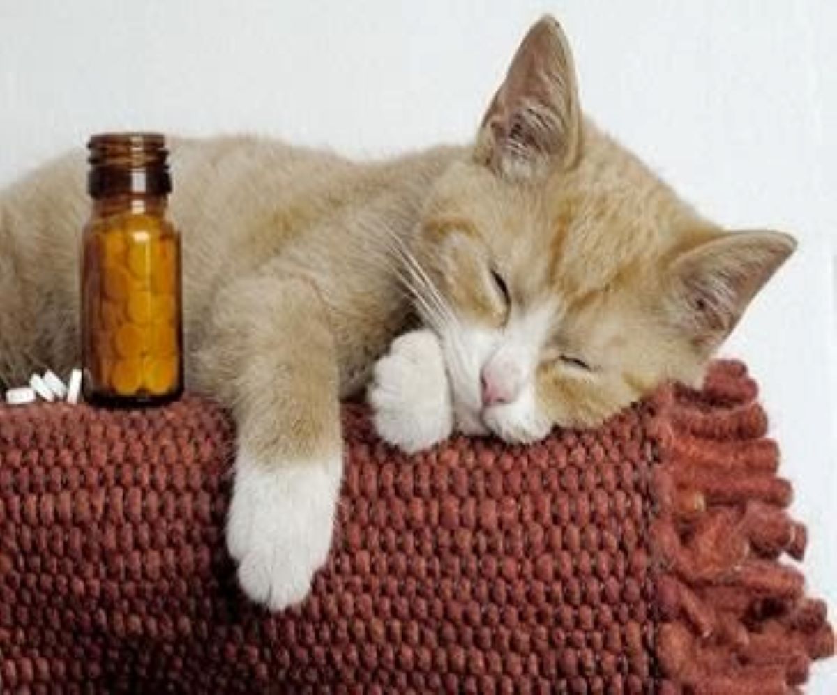 gatto-con-medicine