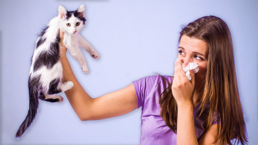 Allergia al gatto: cause, sintomi e cosa fare