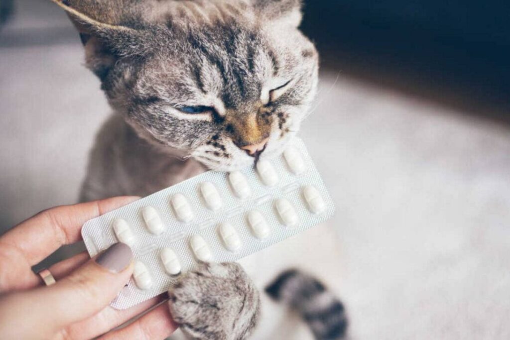 pillole per gatti