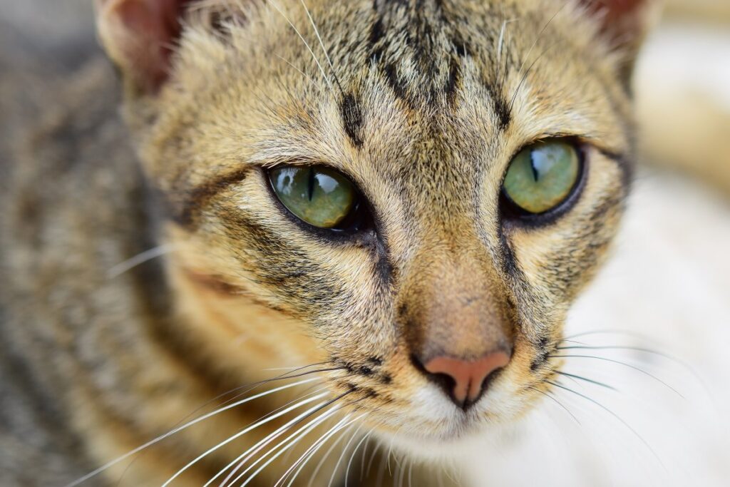 gatto con gli occhi verdi