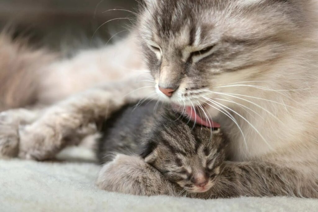 mamma gatta che lecca il cucciolo