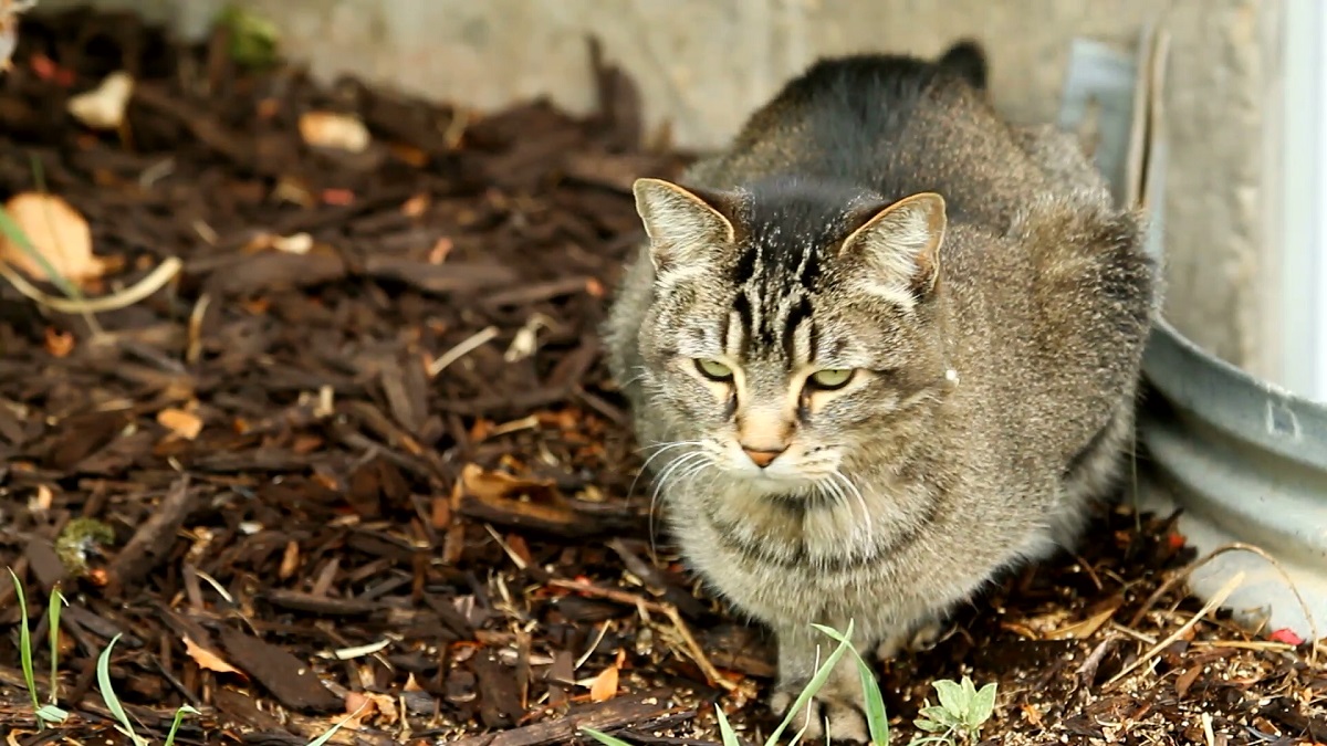 i parassiti intestinali nei gatti possono causare diarrea e vomito