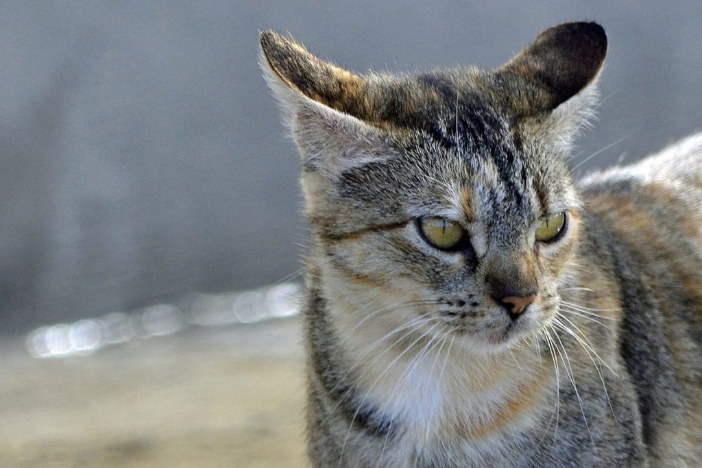 attacchi epilettici in un gatto vecchio