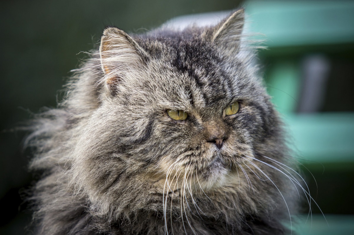 Attacchi epilettici nel gatto anziano