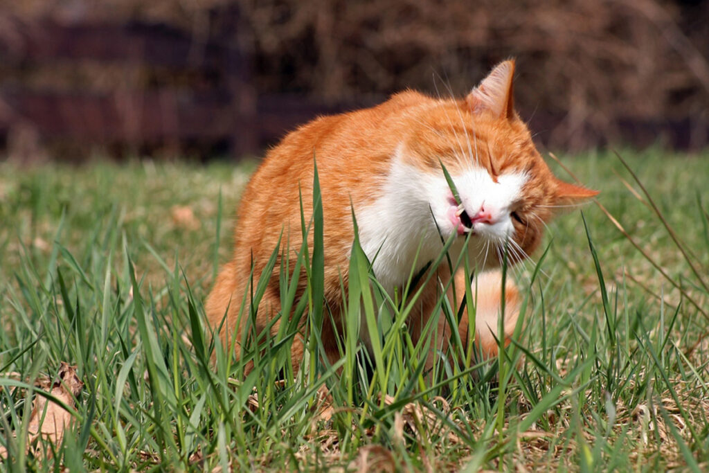 gatto in giardino