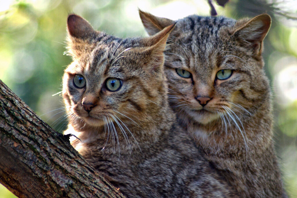 gatti su albero