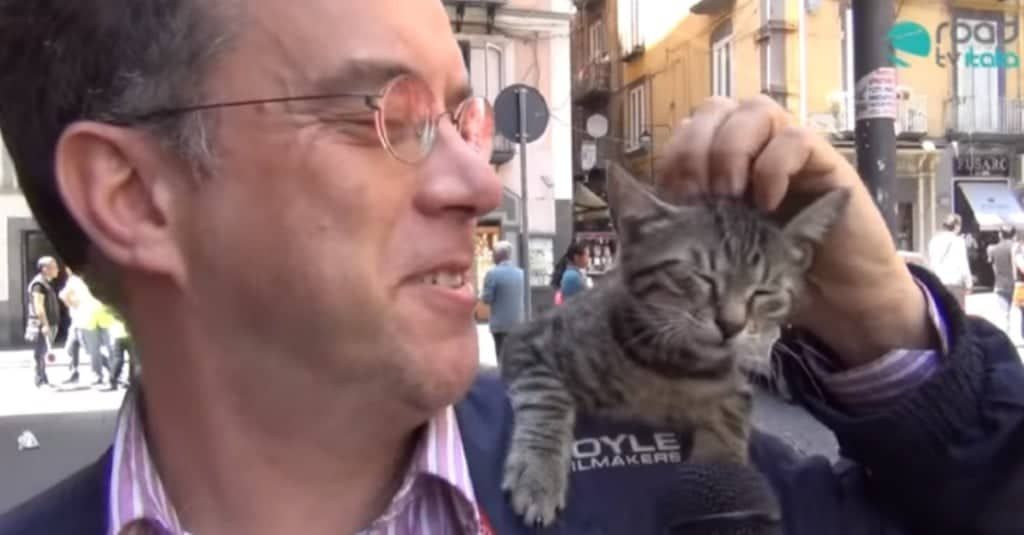 Il gatto che va in giro sulla spalla del suo umano