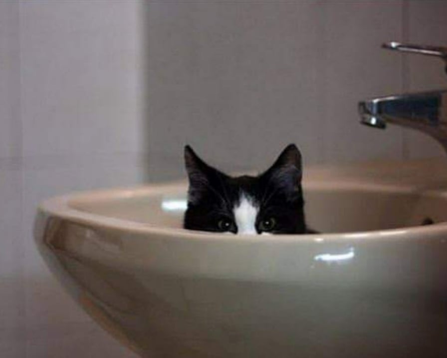 il gatto ci segue in bagno