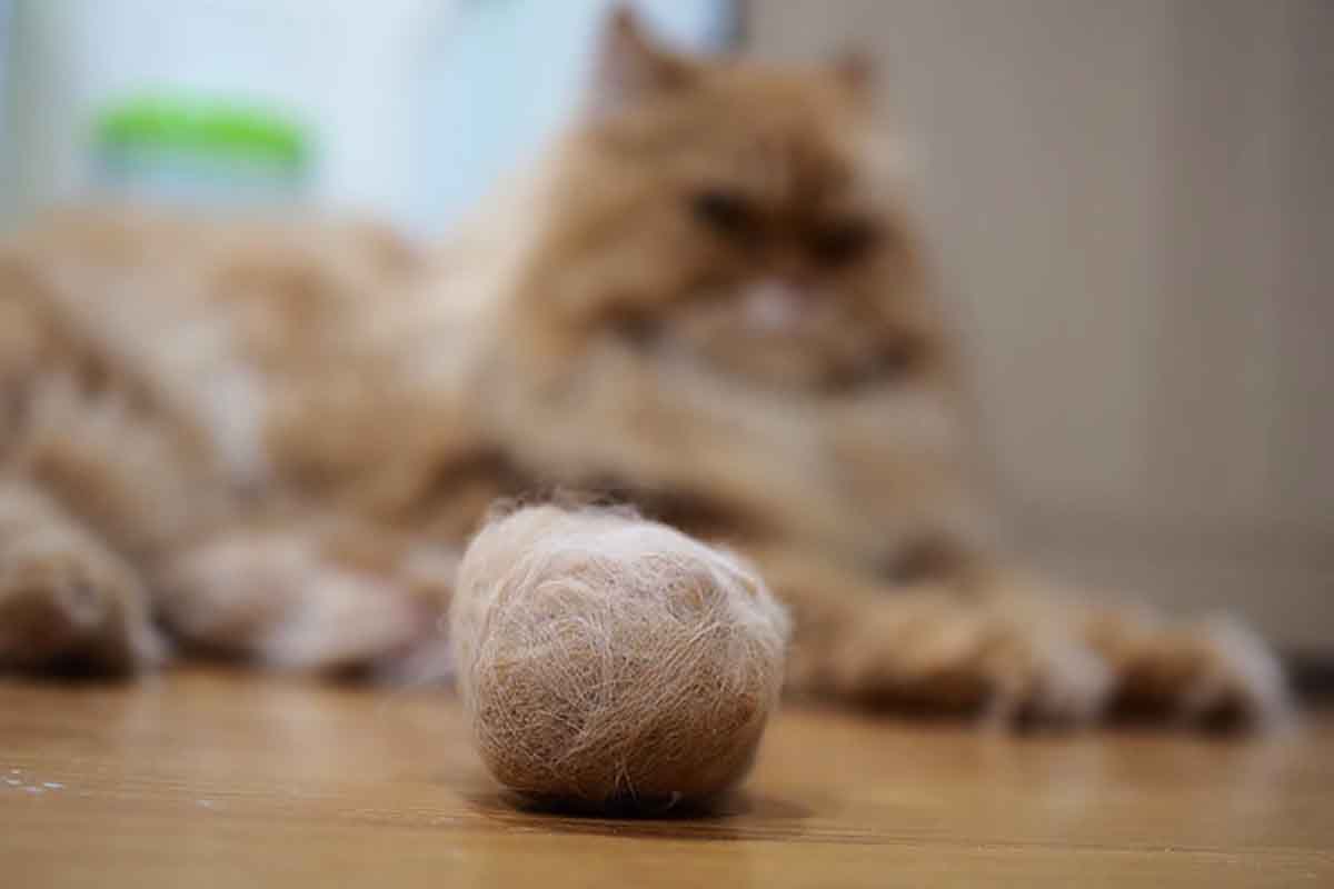 Boli di pelo nel gatto