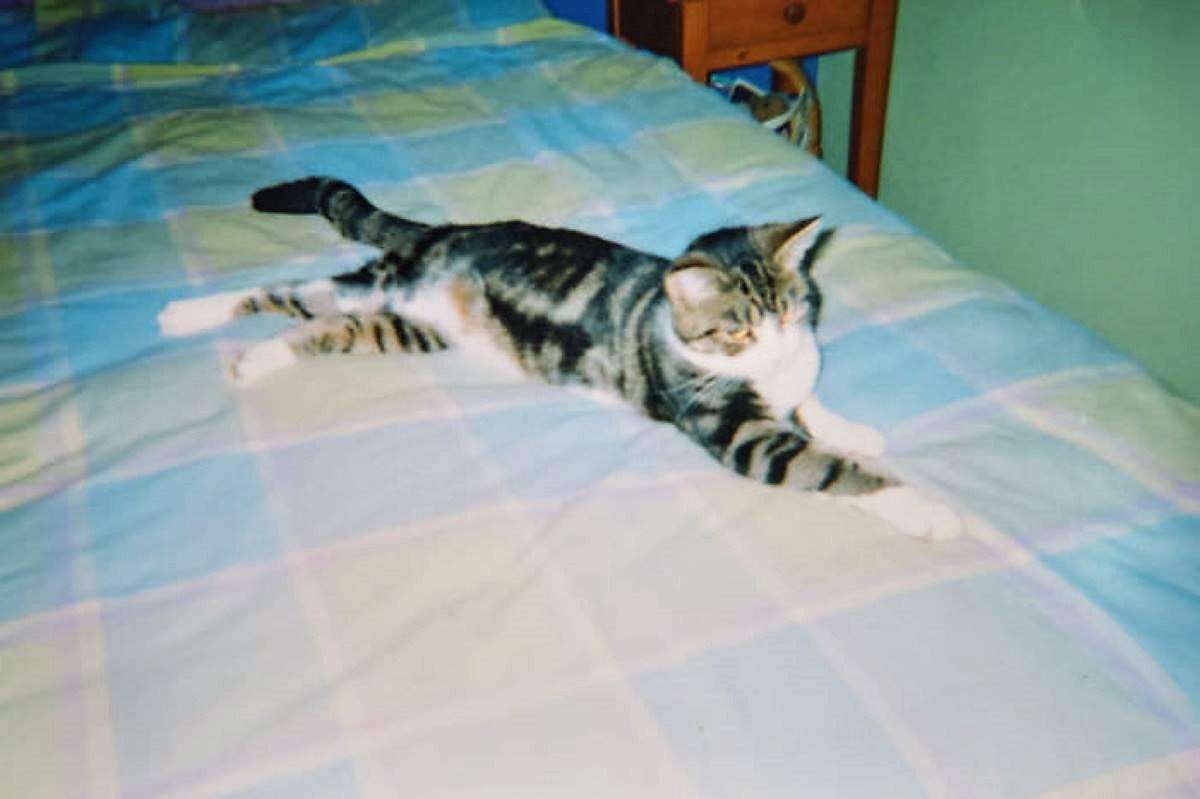 gattino-piccolo-sul-letto