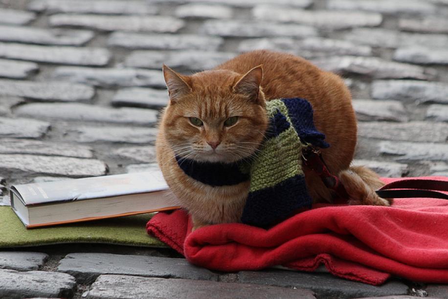 Bob Il Gatto Diventato Una Star Il Mio Gatto è Leggenda