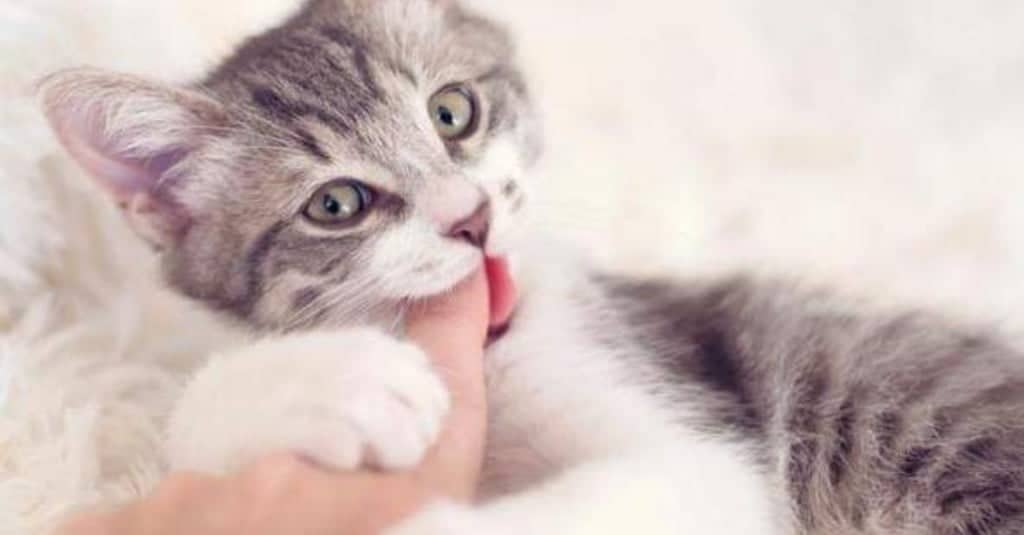 Dieci modi in cui il gatto vi sta dicendo che vi ama