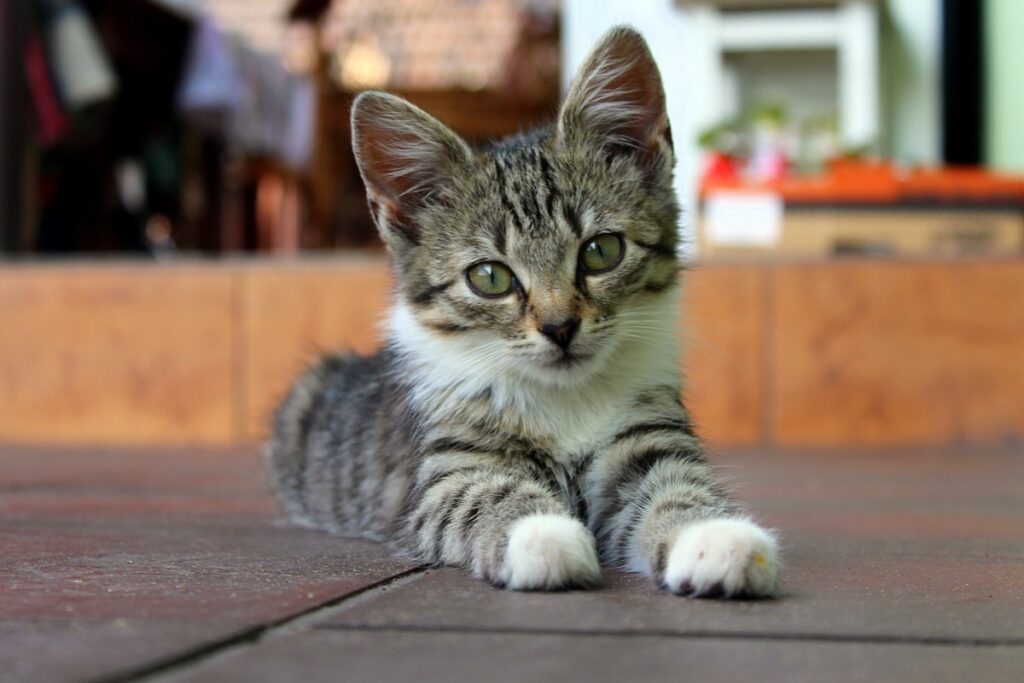 cucciolo di gatto