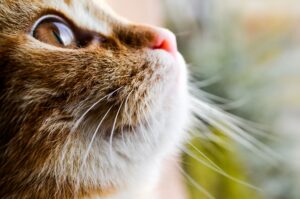 Come si calcola l’età del gatto?