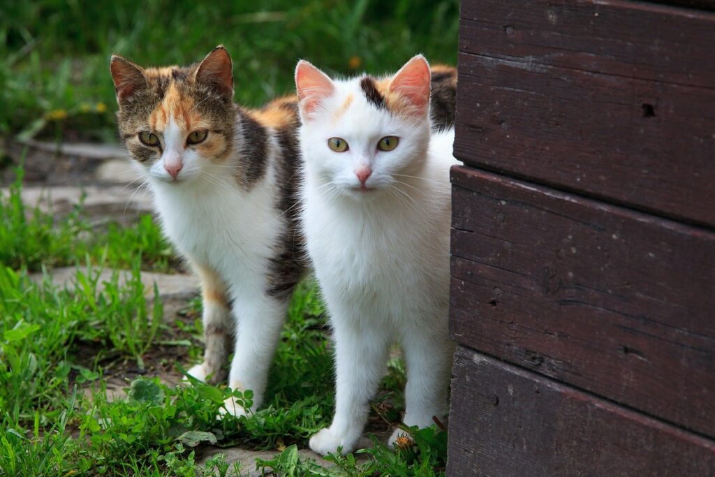 gatti in giardino