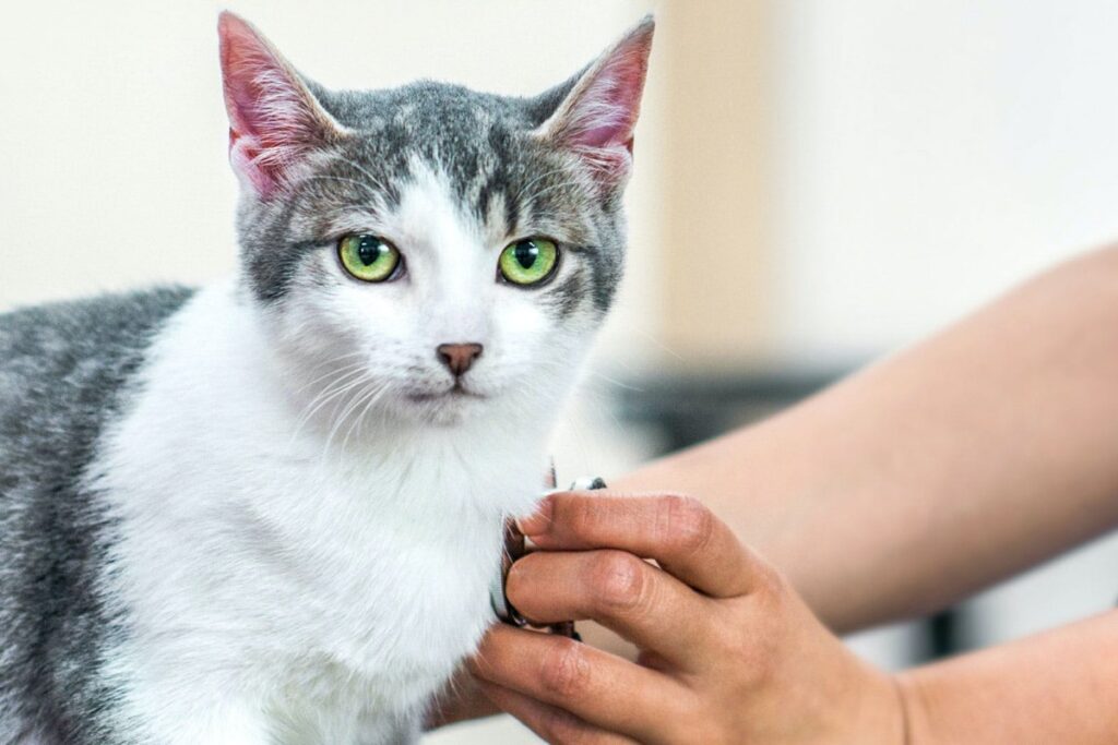 veterinario misura il battito del cuore del gatto