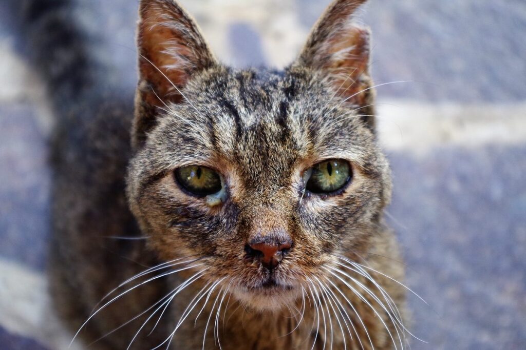 gatto con la calicivirosi