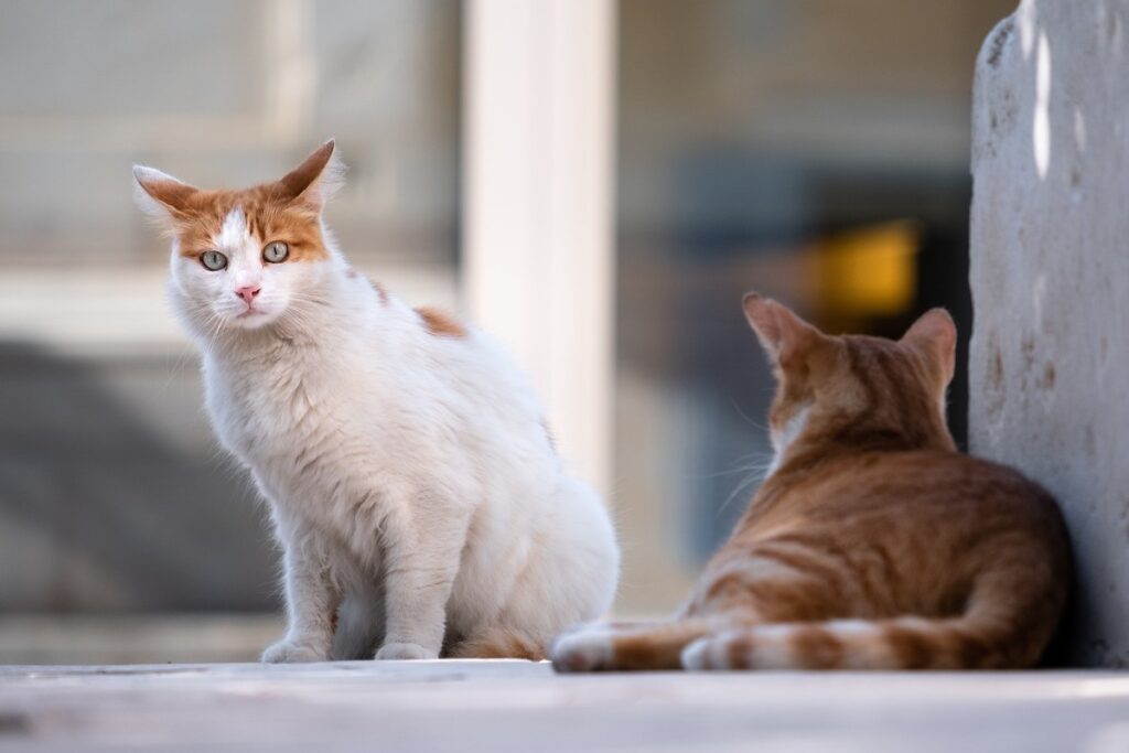 gatti di strada