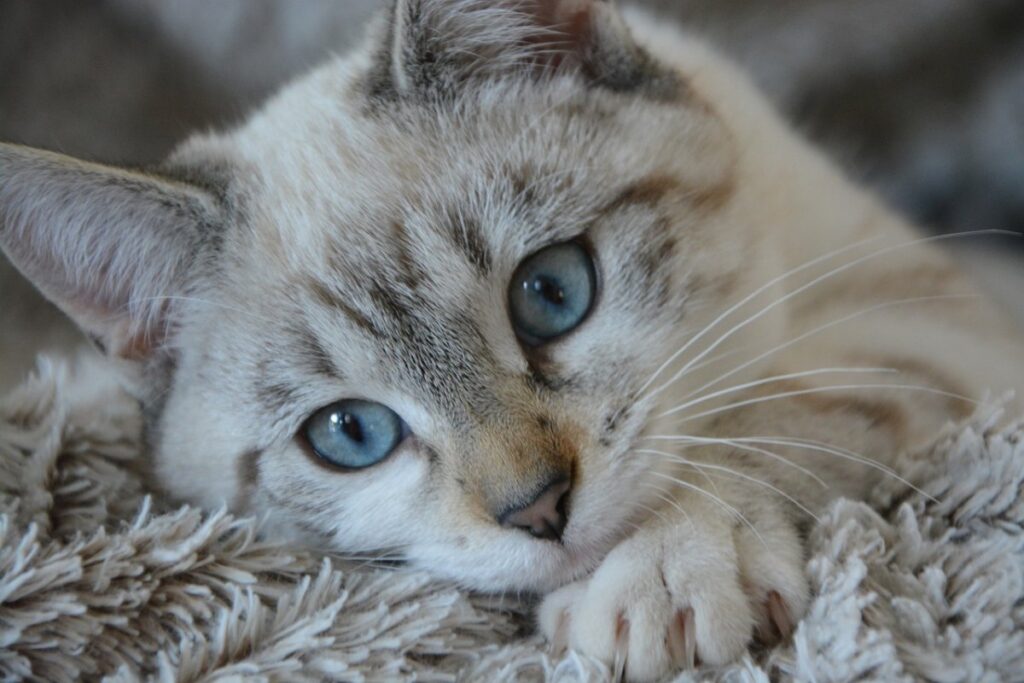 gattino con gli occhi azzurri