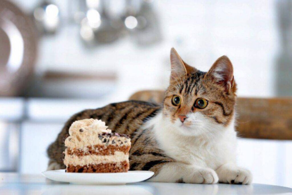 gatto con torta