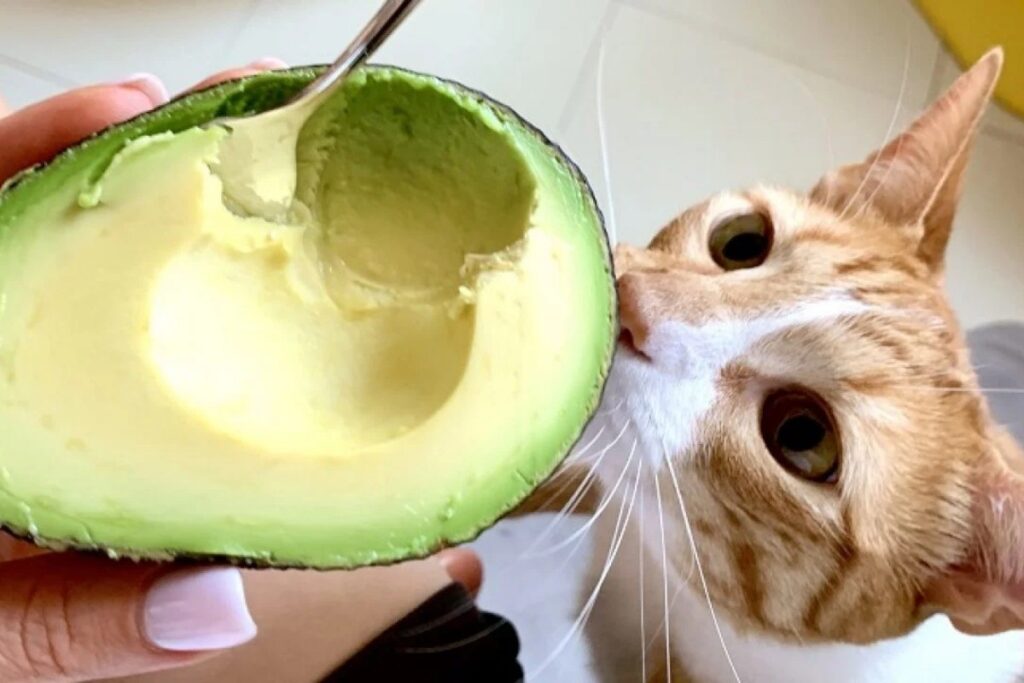 gatto annusa un avocado