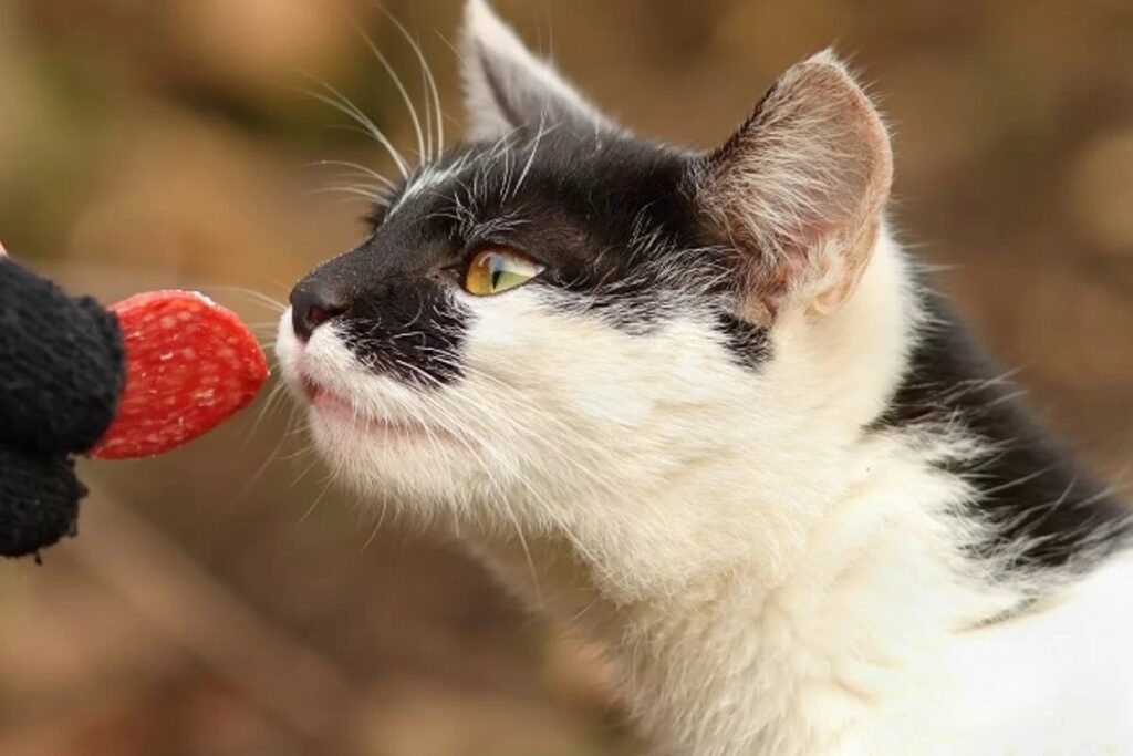 gatto annusa il salame