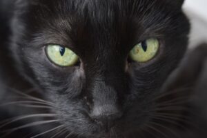 Cibi vietati ai gatti: quelli da non dargli mai, in nessun caso