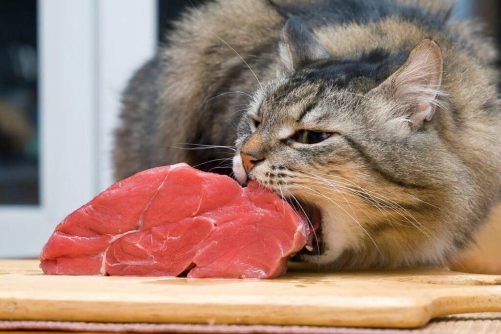gatto morde carne cruda