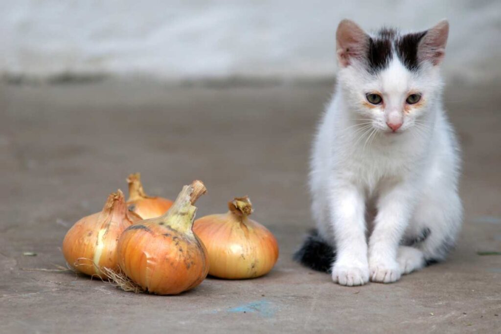 gattino con cipolle
