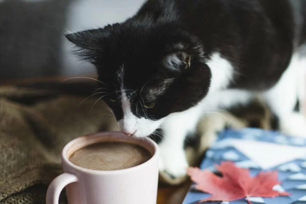 gatto annusa caffè