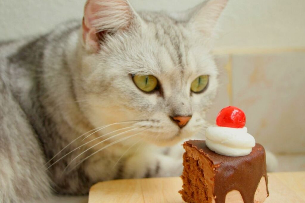 gatto e torta al cioccolato