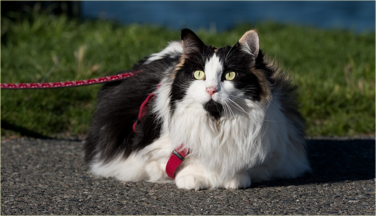 gatto imbracatura rossa