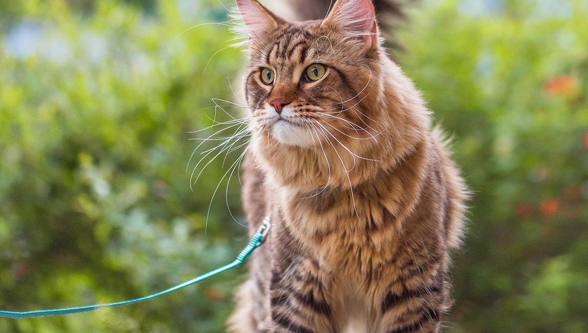 Come abituare un gatto a guinzaglio e pettorina