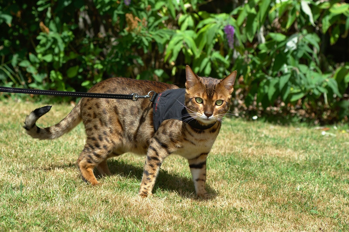 cat leash harness black