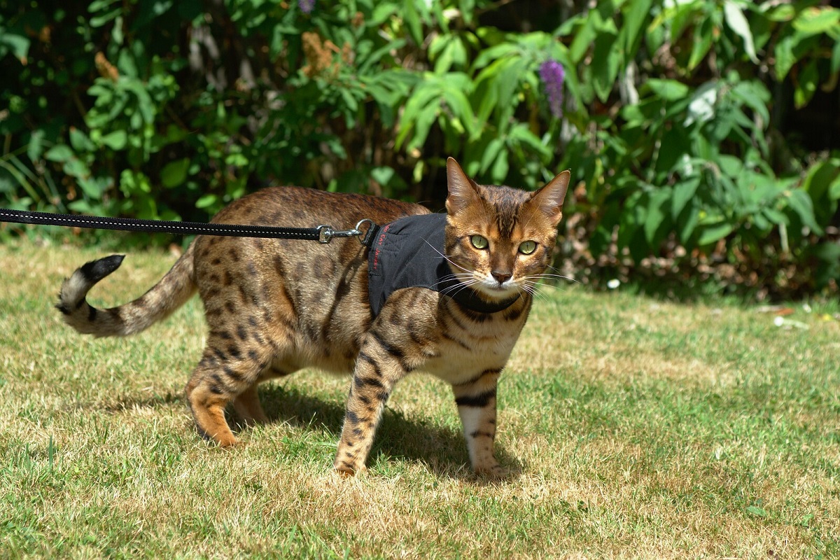 gatto guinzaglio pettorina nera