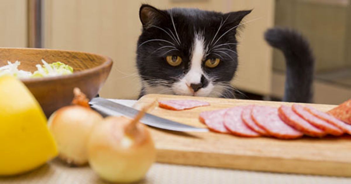 gatto-che-guarda-salame