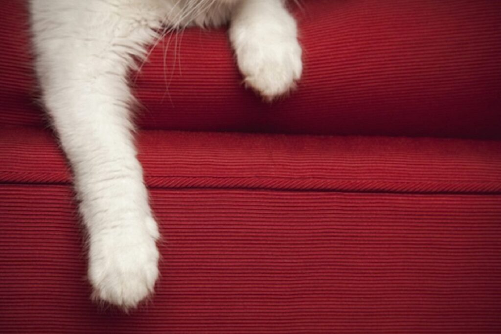gatto con zampe su divano