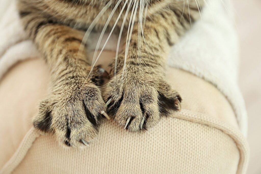 gatto si fa le unghie sul divano