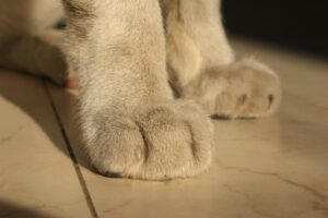 Declawing, cos’è e perché è fuori legge