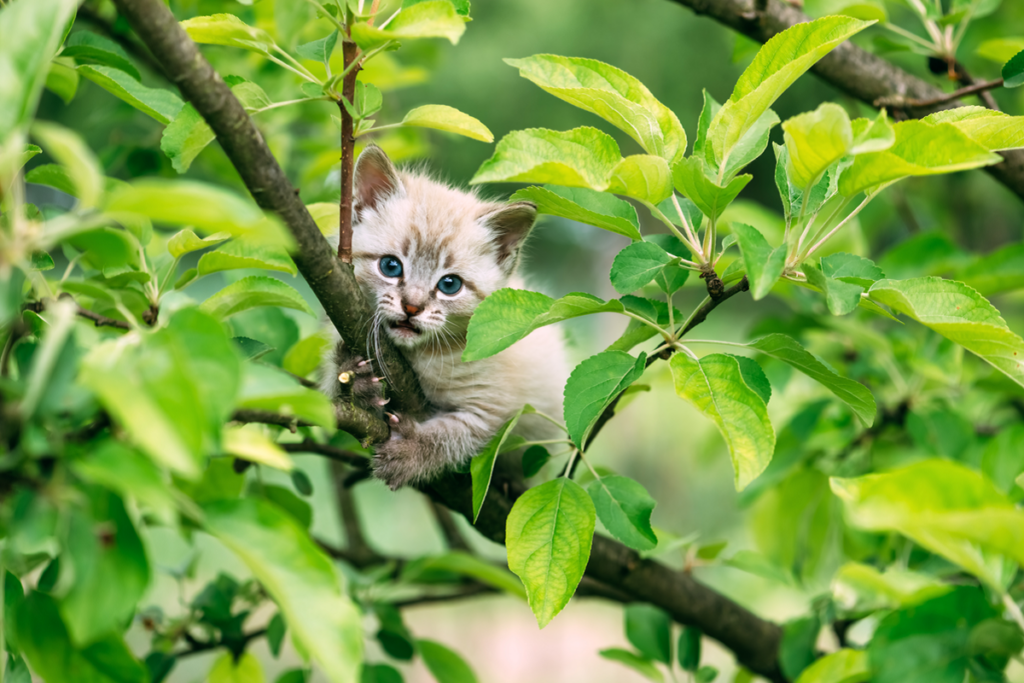 gattino su un albero