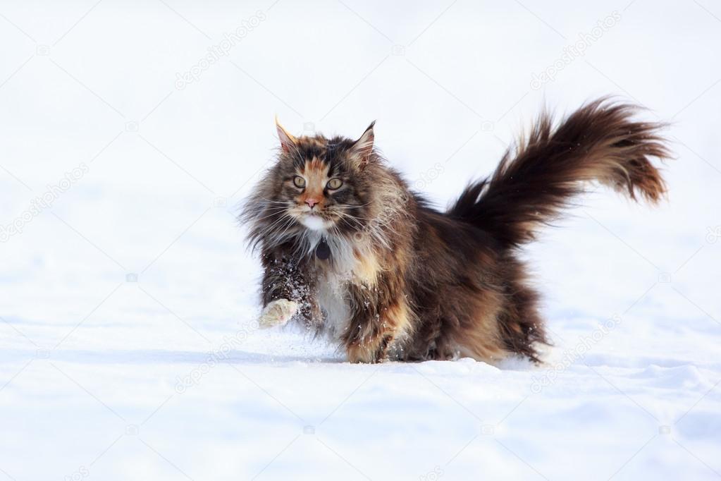 maine-coon-sulla-neve 