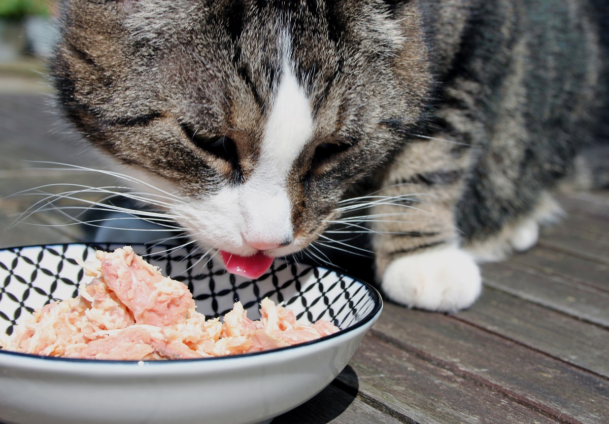 gatto mangia da ciotola