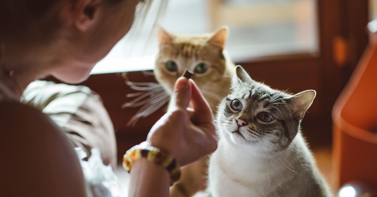 gatti che guardano cibo