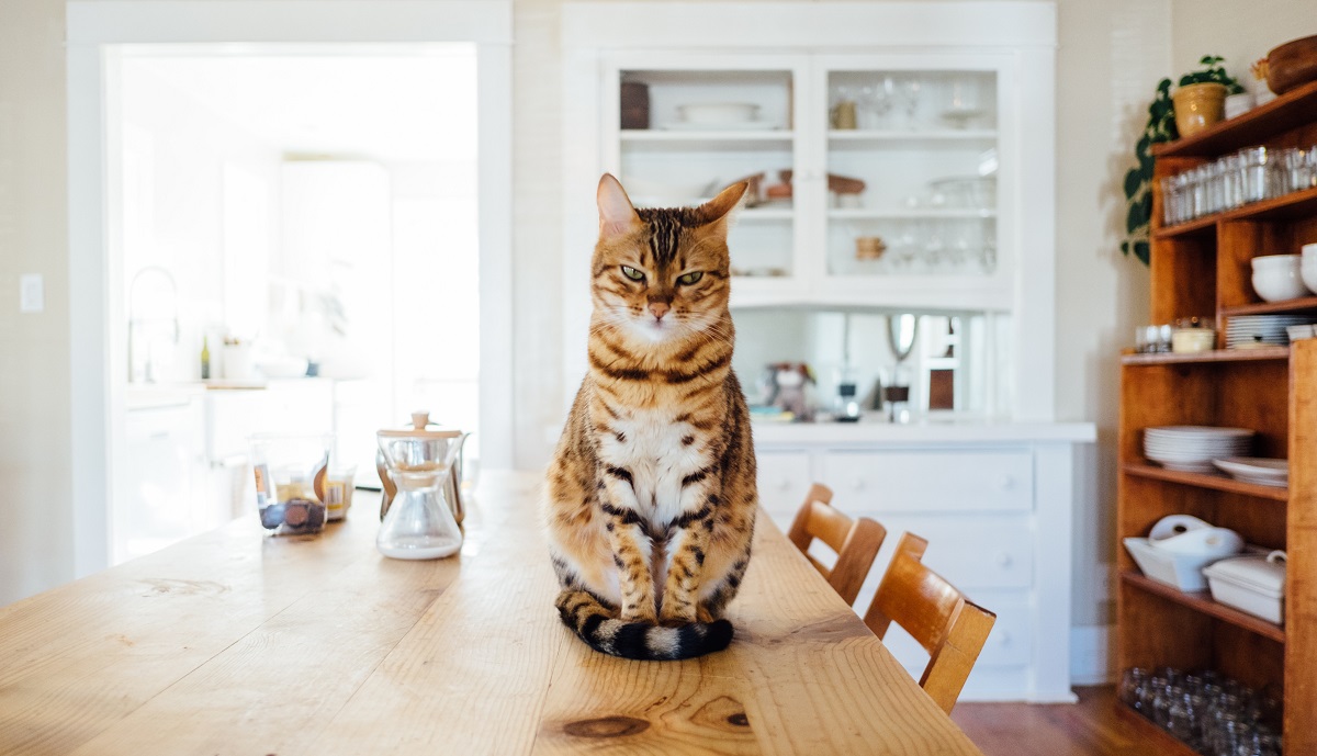 Dieta casalinga per gatti: cosa fare?